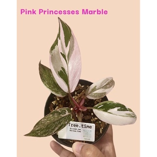 Philodendron pink princess marble/พิ้งปริ้นคัดลาย ต้นแม่นำเข้า/พิ้งปริ้นเซสมาเบิ้ล