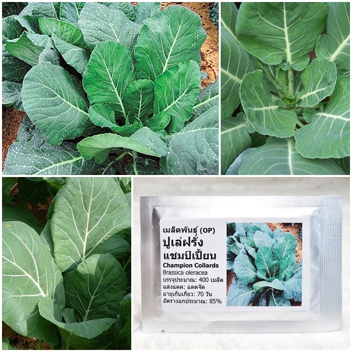 เมล็ดพันธุ์ ปูเล่ฝรั่ง แชมป์เปี้ยน Champion Collards Seed 400 เมล็ด คุณภาพดี ราคาถูก ของแท้ 100%