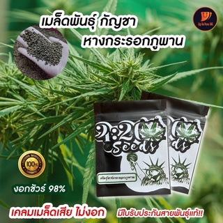 พร้อมส่ง เมล็ดพันธุ์หางกระรอกภูพาน เมล็ดละ1บาท