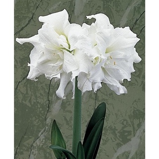 1 หัวว่าน ว่านสี่ทิศฮอลแลนด์ Amaryllis Snow White 18-24 ซม สินค้านำเข้า แช่เย็นแล้ว