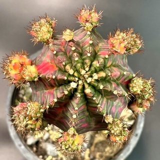 หน่อเด็ดสด ยิมโนด่าง โคลนโนว่า(NOVA)