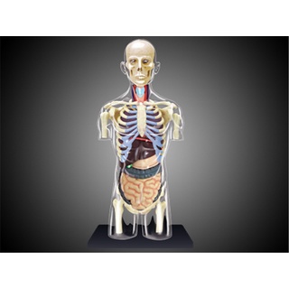 Human Anatomy Model 4D MASTERของเล่นตัวต่อเสริมพัฒนาการ1:6แบบจำลองทางการแพทย์สำหรับกายวิภาคศาสตร์ของอวัยวะภายในร่างกายมน