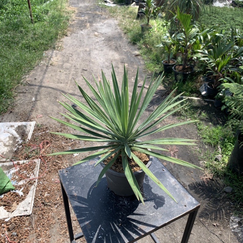 🪡ต้นไม้เข็มกุดั่น (Yucca aloifolia)🪡 ไม้ทะเลทราย ประดับสวนหรือร้านได้