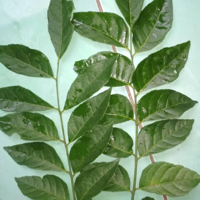 FRESH KOJA BAY CURRY LEAVES 15 ก้าน