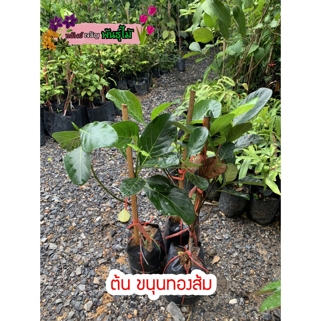 ต้นขนุนทองส้ม แบบทาบกิ่งติดลูกเร็ว สูง 80-90 cm. พร้อมส่ง สำคัญกรุณาสั่งซื้อในเวลา12:00น.-00:00น.