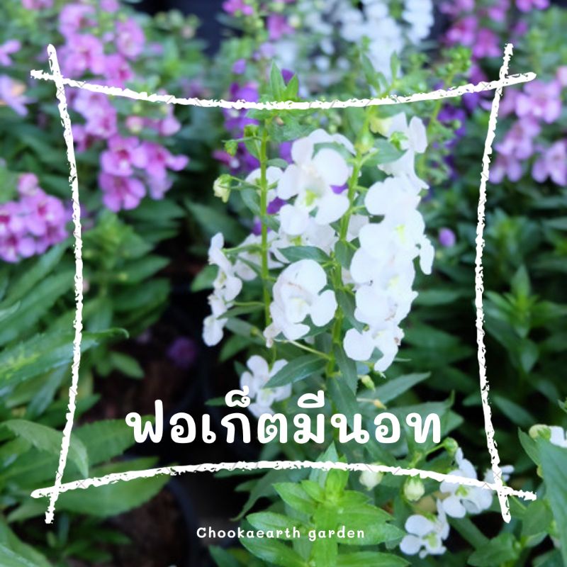 *ฟอเก็ตมีนอท กระถาง 5.5 นิ้ว มี 4 สี (จัดส่ง1-2วัน)