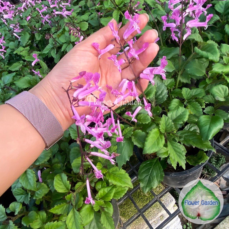 F43 ต้นอาจูก้า/ม่วงมณี สีชมพู *ส่งติดดอก* Plectranthus Velvet Lady 🌸หรือ(Mona Lavender)🌸กระถาง 6 นิ้ว