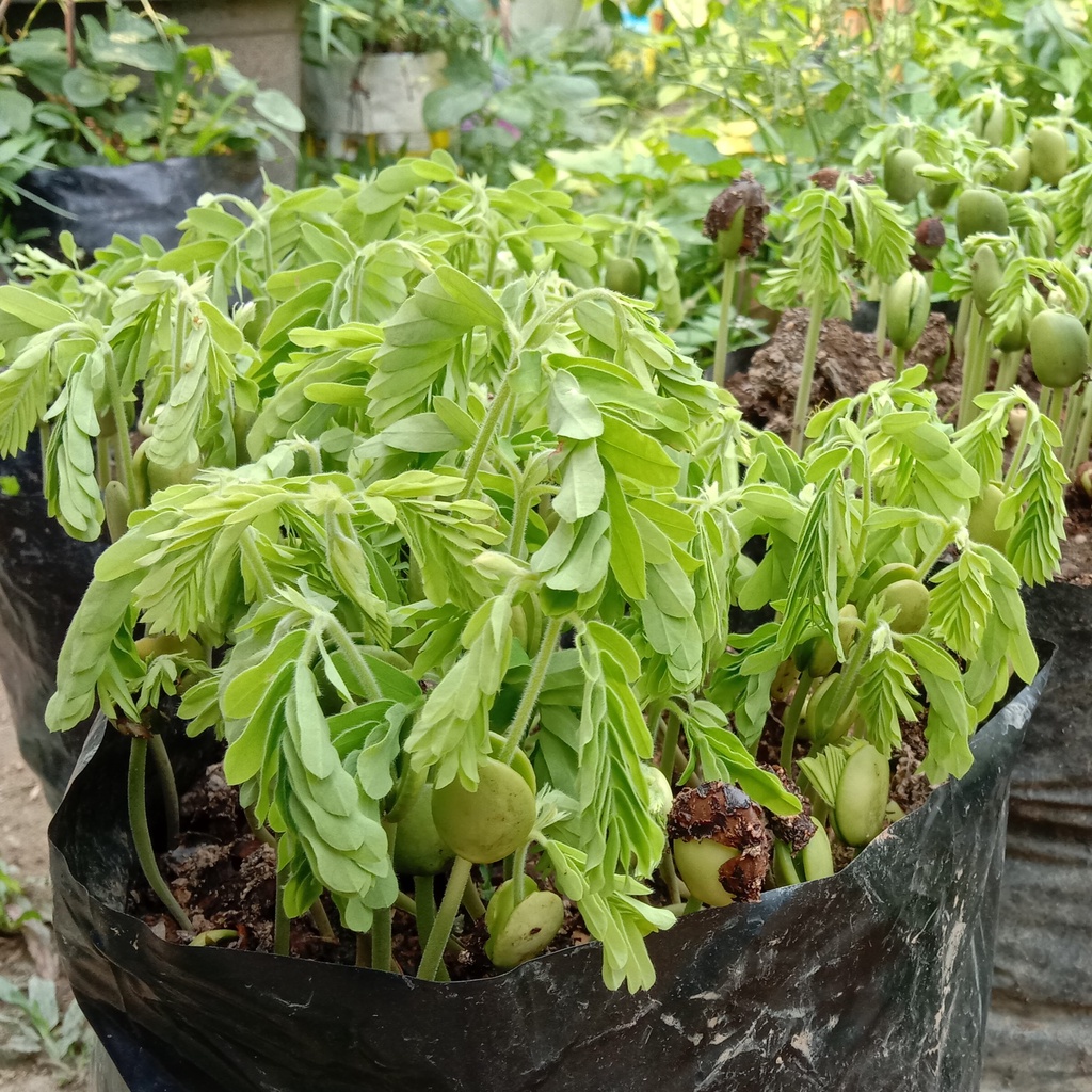 เมล็ดมะขามเปรี้ยวยักษ์ ซองละ 100เมล็ด ราคา 20บาท เมล็ดมะขาม - รูปที่ 2