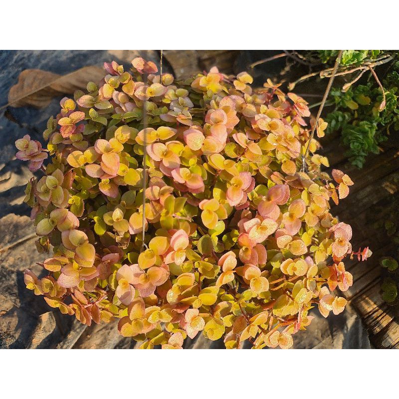 ริบบิ้นชาลี กระถาง 8 นิ้วพร้อมที่แขวน