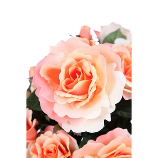 Rose Bee กระถางต้นกุหลาบ สูง 55 cm - สีพีช