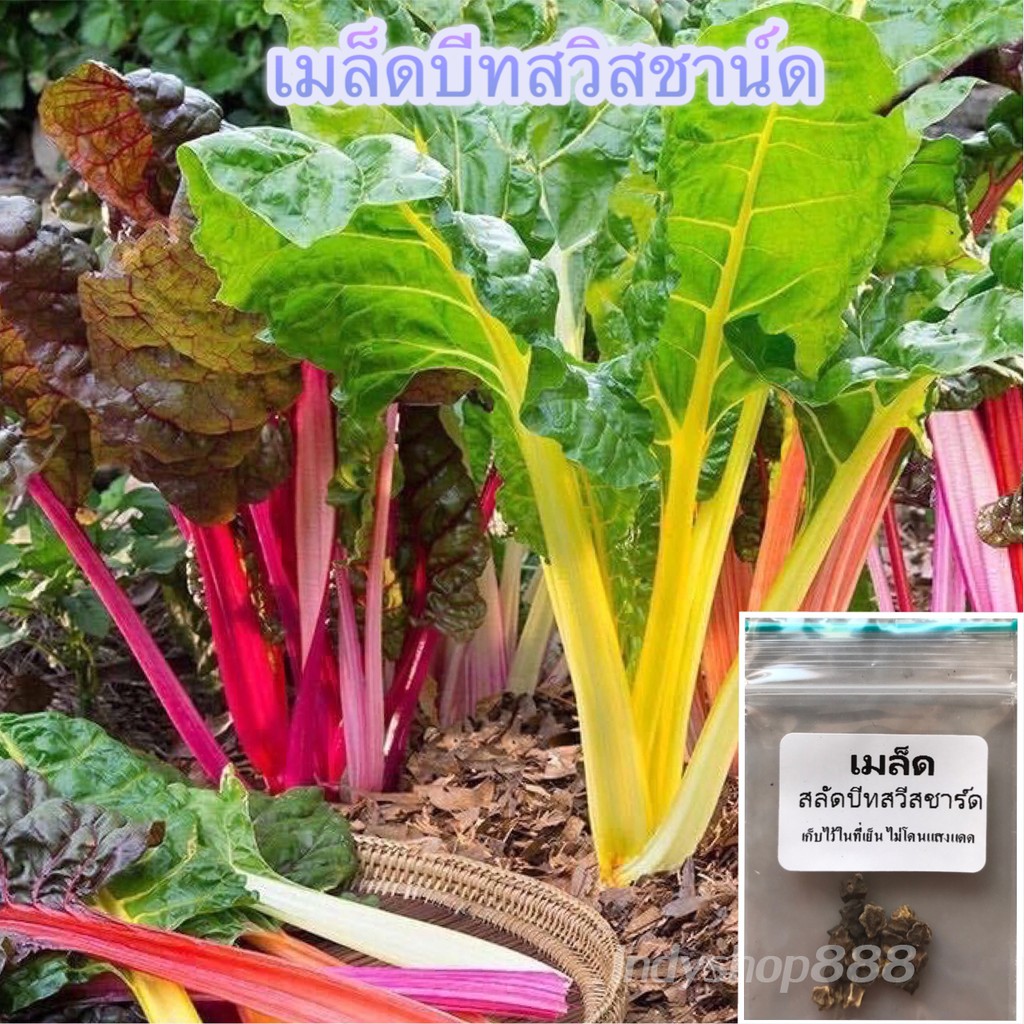 เมล็ดพันธุ์ สลัด บีทสวีสชาร์ด (มิกซ์สตาร์) 10-30 เมล็ด (ซื้อ 10 แถม 1 คละได้)