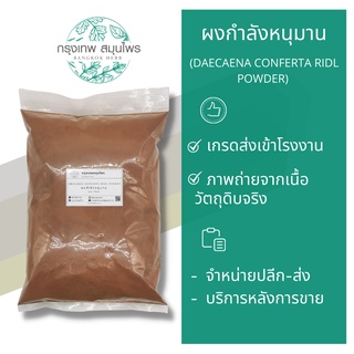 ผงกำลังหนุมาน ขนาด 1 กิโลกรัม (DAECAENA  CONFERTA RIDL POWDER ) กำลังหนุมานผง