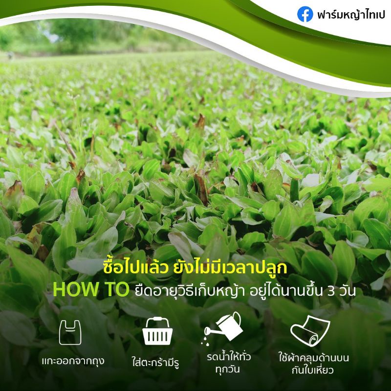 หญ้าไทเป5ตรม.คุณภาพดี กอใหญ่ ส่งด่วนได้ - รูปที่ 5