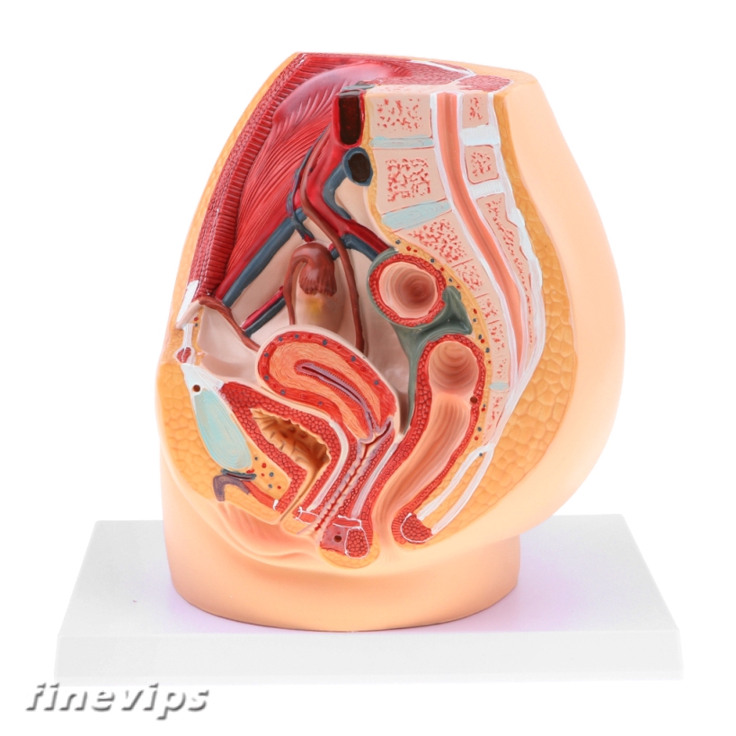 Median Sagittal Section 1:1 Human Female Pelvic Cavity Muscles Anatomy Model 6KQ7