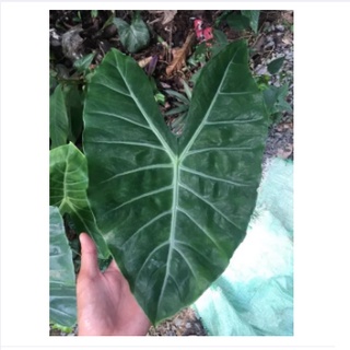 Alocasia candelabra แก้วหน้าม้าป่า ฿ 29