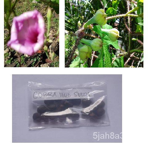 Wonder Seeds / Cobra Vine Seeds (20 seeds)头饰/生菜/木瓜/种子/母婴/通心菜/芹菜/帽子/seeds/文胸/ F3T2