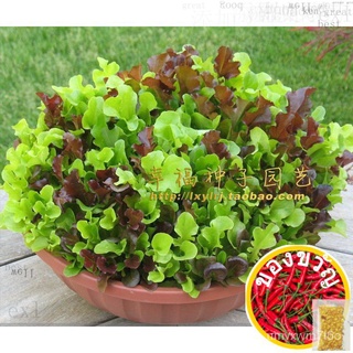 ed Lettuce Seeds250grainsเมล็ดเชีย เมล็ดกุหลาบ เมล็ดดอกไม้ เมล็ดดอกดาวเรือง เมล็ดต้นอ่อนทานตะวัน เมล็ดถั่วแระญี่ปุ่น เมล