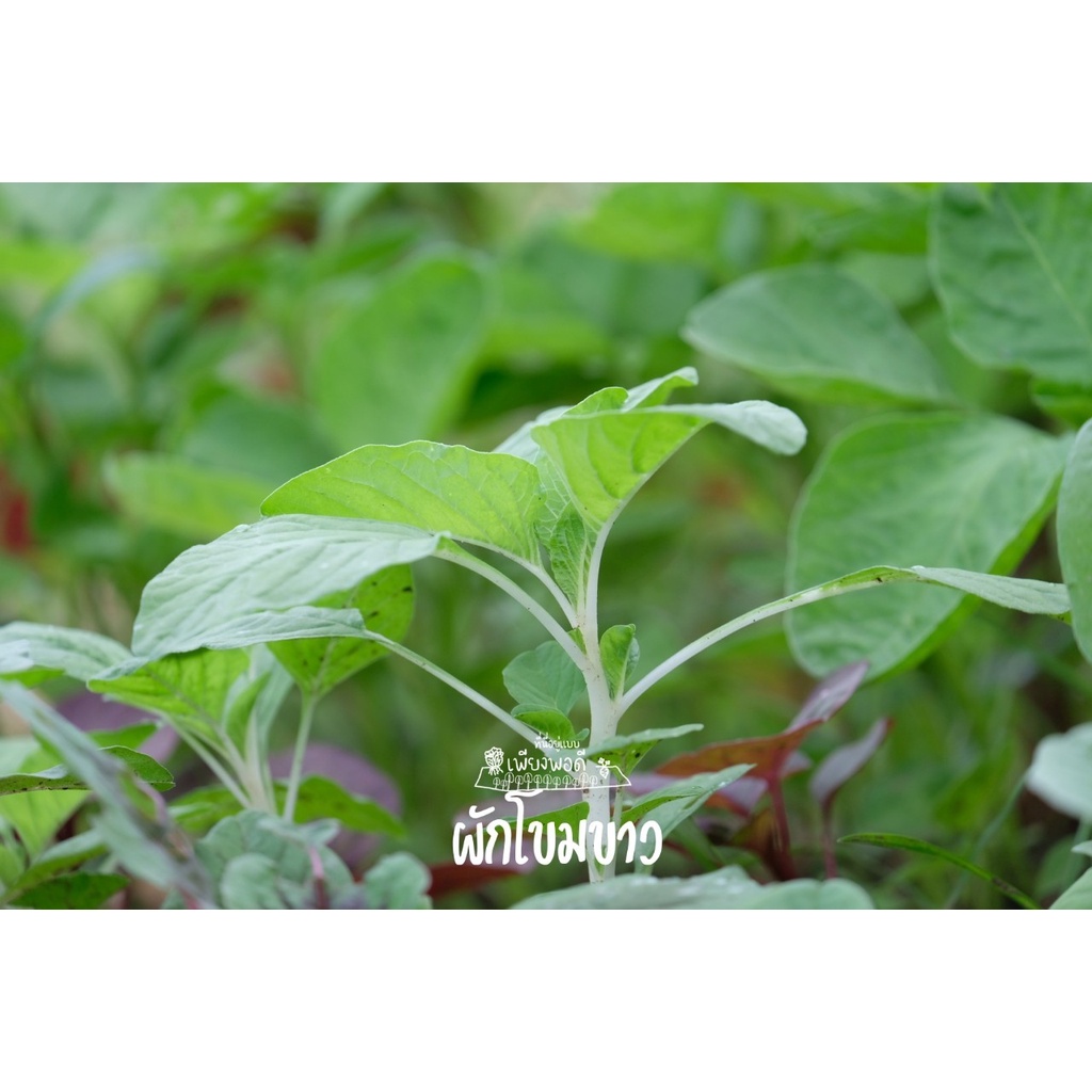 ผักโขมก้านขาว 25 บาท 1000-2000เมล็ด พร้อมวิธีปลูกวิธีปรุงดินด้วยคลิป