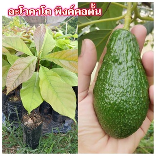 ขายต้น อะโวคาโด้ พิงค์คอตั้น 1 ต้น (บ้านแฮปปี้)