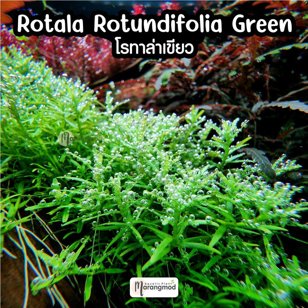 (ใบน้ำ) Rotala Rotundifolia Green : ต้นไม้น้ำ โรทาล่าเขียว ไม้กลางตู้-หลังตู้ | Marangmod