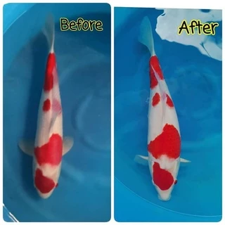 [20 KG] อาหารปลาคาร์ฟ JUMBO Koi (จัมโบ้ โค่ย) 20 กก. มี 3 สูตร คละสูตรได้