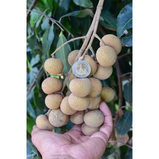 ปุ๋ยน้ำ กัปตัน บูสเตอร์สีแดง+ส้ม สูตรเข้มข้นสูง (ชุดบำรุงดอกและผล) ขนาด 1 ลิตร x 2