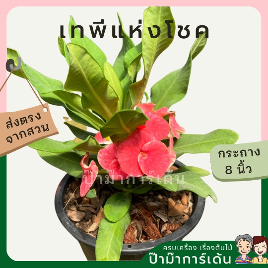 มุมมอง 3