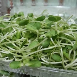 เมล็ดต้นอ่อนทานตะวันลายไทยขนาด 500 กรัม อัตราการงอกสูง