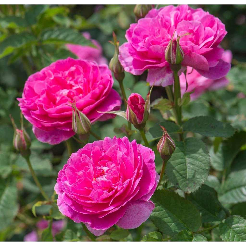 30 เมล็ด เมล็ดพันธุ์ ดอกกุหลาบ สีบานเย็น พันธุ์ดอกใหญ่ นำเข้า Rose Seeds