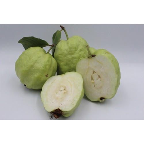 🍏กิ่งฝรั่งกิมจู ต้นละ 65 บาท ฝรั่งรสชาตอร่อย หวานเนื้อนิ่ม เม็ดน้อย พร้อมปลูก - รูปที่ 2