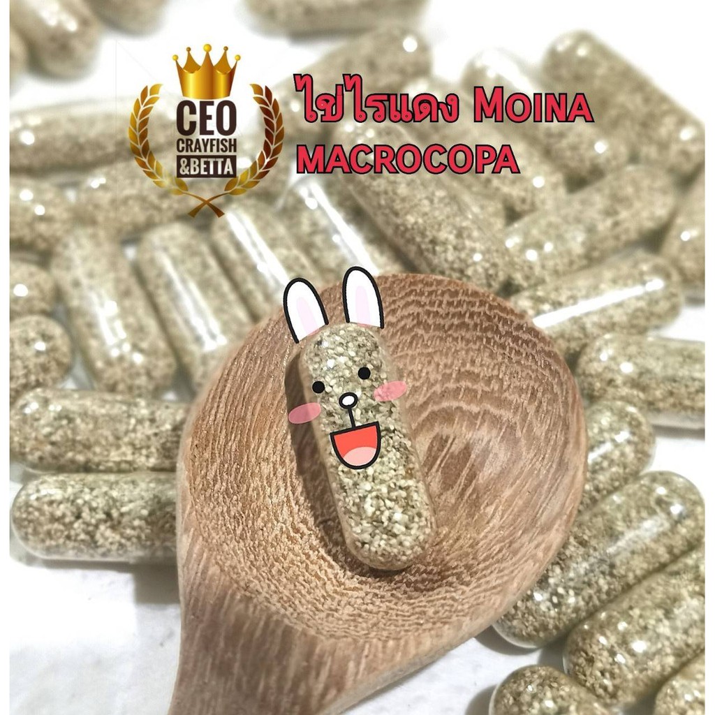 ไข่ไรแดง 1 แคปซูล (Macrocopa) อาหารอนุบาลลูกปลาและเลี้ยงพ่อแม่พันธุ์ สำหรับปลาสวยงามทุกชนิด พร้อมคู่มือ