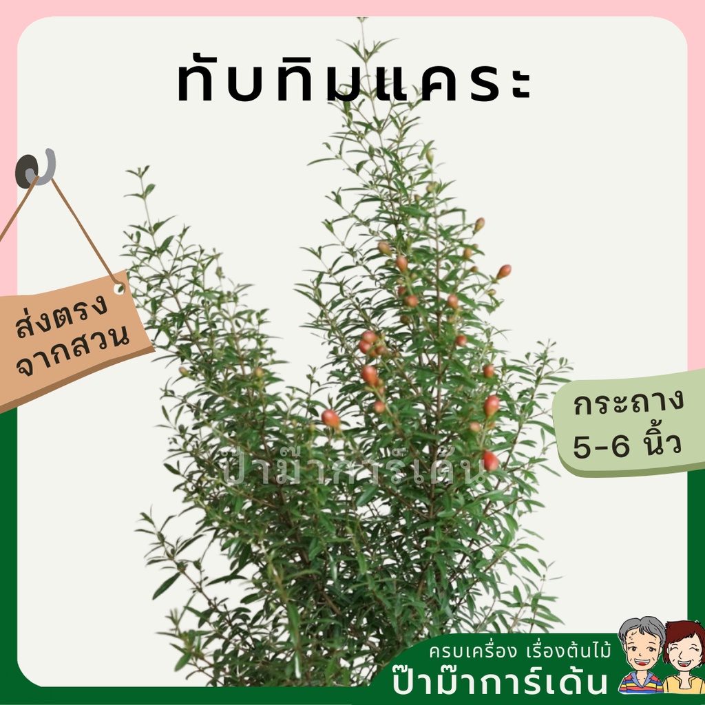 มุมมอง 8