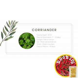 [Go Green] Coriander Seeds - Organic Herb Seedsedเมล็ดเชีย เมล็ดกุหลาบ เมล็ดดอกไม้ เมล็ดดอกดาวเรือง เมล็ดต้นอ่อนทานตะวัน