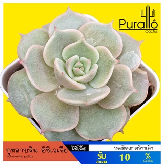 ต้นไม้อวบน้ำ กุหลาบหิน อิชิเวเรีย echeveria pollux #succulents #กุหลาบหิน