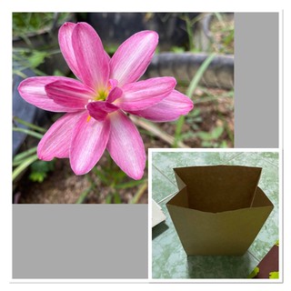 ซ.บัวดิน Pink Brocade หัวละ 25 บาทกลิ่นหอมอ่อน