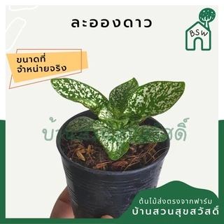 ต้นไม้มงคล 20 บาท 5 แถม 1 ต้นไม้ฟอกอากาศ ไม่มีขั้นต่ำการสั่ง อัพเดตทุกเดืแน