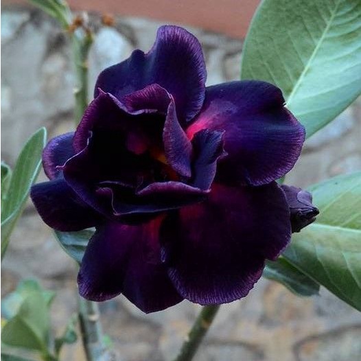 10 เมล็ด ชวนชม กุหลาบทะเลทราย ดอกซ้อน ม่วงเข้ม Adenium Seeds
