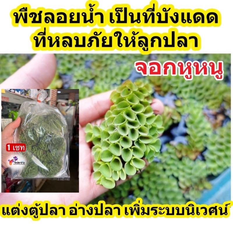 พืชลอยน้ำ ลอยอ่างปลา อ่างบัว “จอกหูหนู” 100กรัม สวยๆ งามๆ