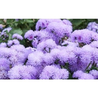 Ageratum 藿香蓟花种子 200Pcs Biji Benih Bunga Flower Garden Plant Seeds Flowers Seed Petunia Gardening向日葵/裙子/文胸/母婴/帽子/seeds/生菜