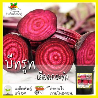 เมล็ดพันธุ์ บีทรูท เลือดกระทิง 100 เมล็ด Bulls Blood Beet เมล็ดพันธุ์แท้ นำเข้าจากต่างประเทศ ปลูกผัก สวนครัว ถูกดี โตไว