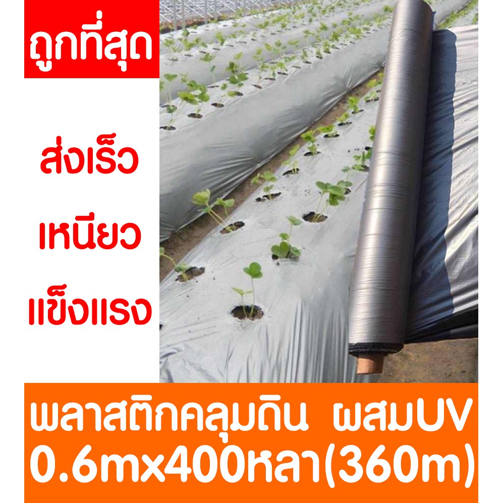 พลาสติกคลุมดิน 0.6ม.x400หลา(360ม) พลาสติกคลุมแปลง พลาสติกดำ/เงิน พลาสติกกันวัชพืช กันวัชพืช ปลูกผัก ปลูกผลไม้(ไม่เจาะรู)