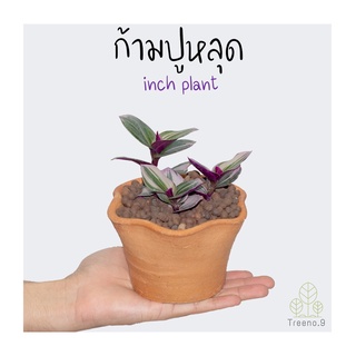 Treeno.9 T147 ก้ามปูหลุด ต้นเล็ก (Silver Inch Plant) กระถาง 3 นิ้ว สูง 10-15 ซม. ไม้ประดับเลื้อย ลวดลายใบสวยงาม สีแทบม่วงน่ารัก