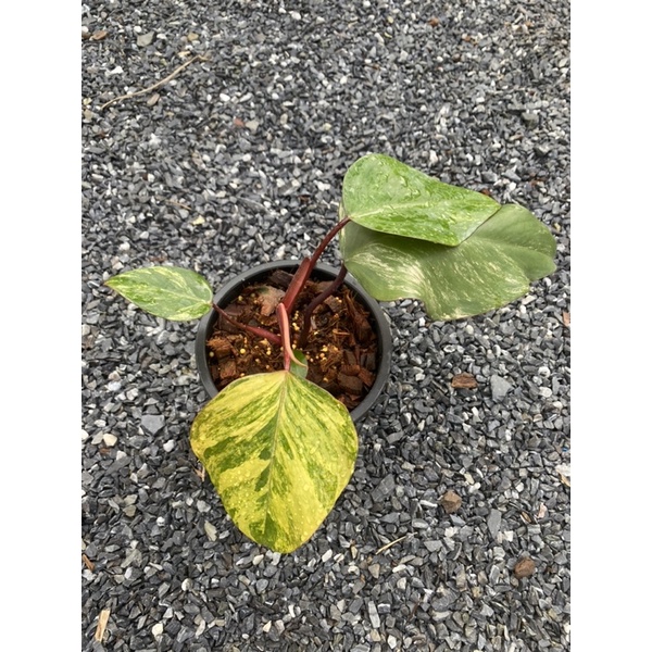 🍓 Philodendron red emerald variegated (strawberry shake)