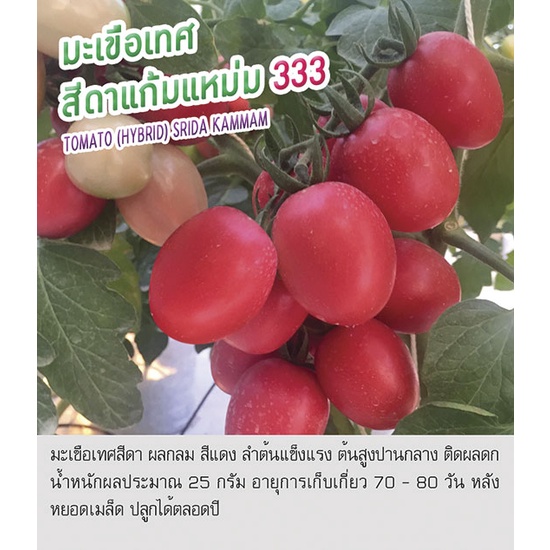เมล็ดพันธุ์ มะเขือเทศ สีดา แก้มแหม่ม มะเขือเทศสีดา- Tomato (Hybrid) Srida Kammam ตราดอกแตง เมล็ดผัก 