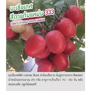 เมล็ดพันธุ์ มะเขือเทศ สีดา แก้มแหม่ม มะเขือเทศสีดา- Tomato (Hybrid) Srida Kammam ตราดอกแตง เมล็ดผัก "เพื่อนเกษตรกร"