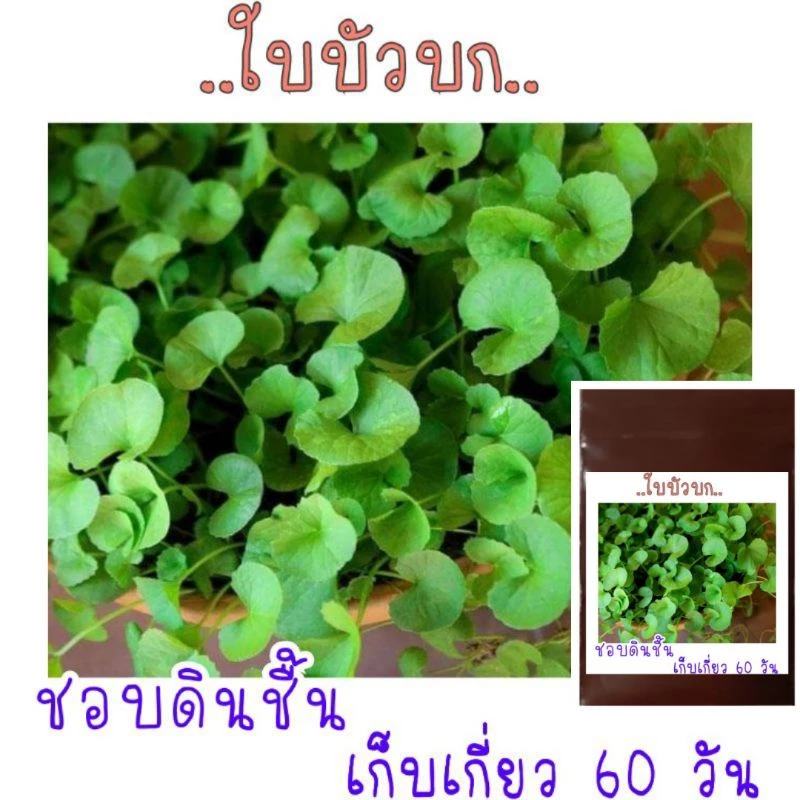 50 เมล็ด เมล็ดพันธุ์ ใบบัวบก(ผักหนอก)