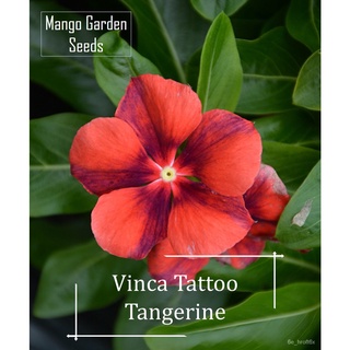 เมล็ด/Tattoo Tangerine Vinca Flower Seeds - 5 Seed *Pot Friendly* Tanam Pasu, Biji Benih Bunga Vinca, Cantik - Mango Gar