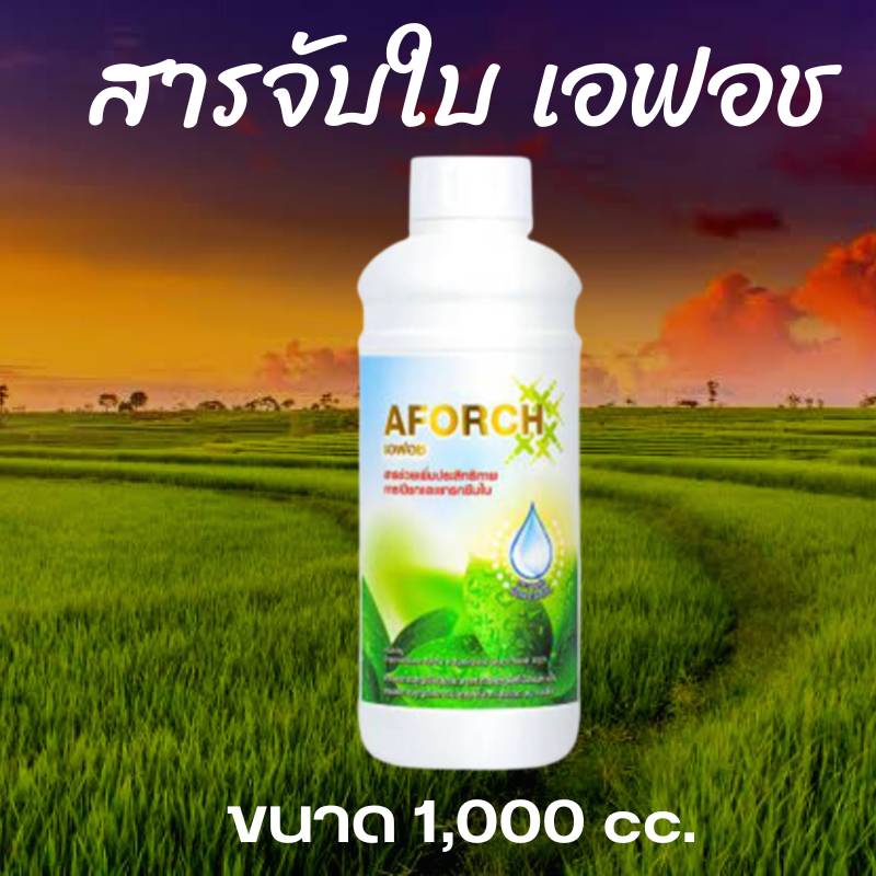 ส่งไวพร้อมส่ง เอฟอช Aforch (1 ลิตร) สารจับใบ ชนิดเร่งดูดซึมไว