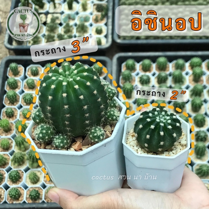 อิชินอปซิส (Echinopsis) ต้นกระบองเพชร ไม้ชำหน่อแข็งแรง Cactus