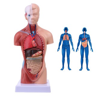 Human Torso Body Model Anatomy Anatomical Medical Internal Organs For Teaching BAQJ